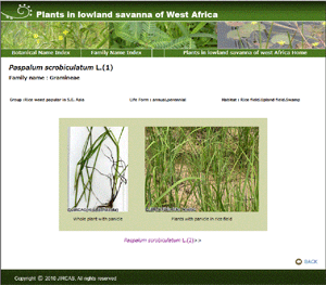 図2 サバンナ低湿地植物DB画面（表示例：イネ圃場で問題となる雑草種スズメノコビエPaspalum scrobiculatum）