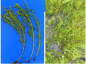 図3 湛水条件下で半寄生するゴマノハグサ科のRhamphicarpa fistulosa（右：円内）と植物体（左）