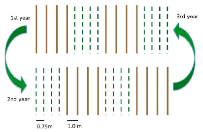 Fig. 1. 4:4 crop design and its rotation in millet/cowpea