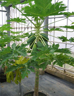 Fig. 1. Fruiting of the “Ishigaki Wondrous” potted tree.