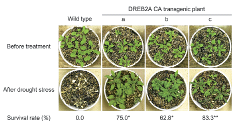 Fig. 1. Drought-stress tolerance of transgenic Arabidopsis plants expressing constitutively active DREB2A (DREB2A CA).