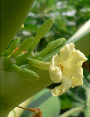 Fig. 2. Flowering of “Ishigaki Wondrous”