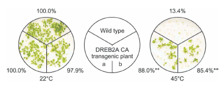 Fig. 2. Heat-stress tolerance of transgenic Arabidopsis plants expressing constitutively active DREB2A (DREB2A CA)