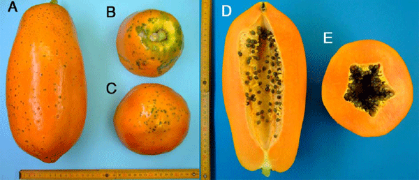 Fig. 3. Fruit of “Ishigaki Wondrous