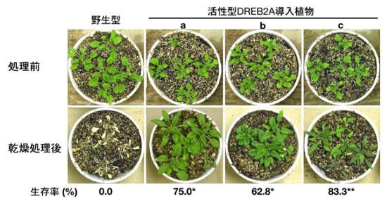 図1 活性型DREB2Aを導入したシロイヌナズナの乾燥ストレス耐性