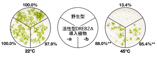 図2 活性型DREB2Aを導入したシロイヌナズナの高温ストレス耐性