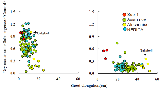 Fig. 1. Effect of shoot elongation on the ratio of dry matter weight of submerged plants to non-submerged plants at 14 days after de-submergence
