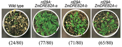 Fig. 1. Enhanced tolerance to drought in the RD29A:ZmDREB2A plants