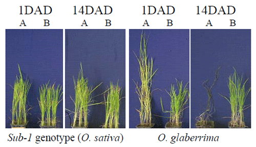 Fig. 2 Plant growth of flash flood-tolerant cultivar and African rice cultivar after de-submergence