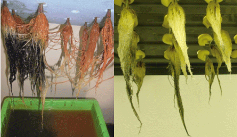 zFig. 2. Highly reduced conditions develop in agar, and distinct microenvironments could be observed in the rhizosphere of different genotypes.