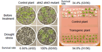 Fig.1 Drought stress tolerance (left) and salt stress tolerance (right) of ahk2 ahk3 double mutants