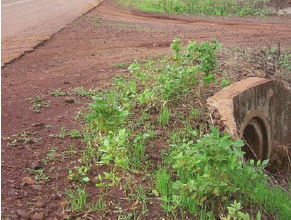 Fig. 1. Volunteer soybeans infected with Phakopsora pachyrhizi along the roadside.