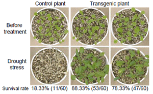 Fig.2. Drought stress tolerance of transgenic Arabidopsis overexpressing AHK1.