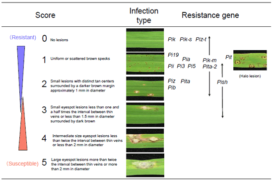 Fig. 1. Criteria for evaluating infection types of blast races.