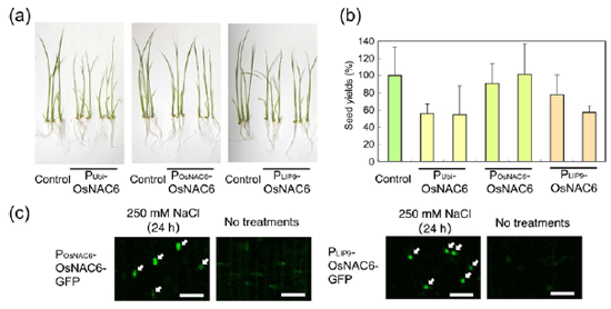 Fig. 1 Transgenic rice plants over-expressing OsNAC6 constitutively exhibited growth retardation