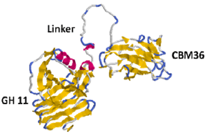 Fig 3. Protein structure model of XynA (S11) of xylanosome of P. curdlanolyticus B-6