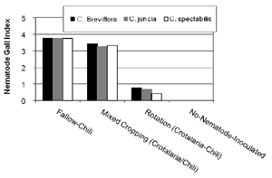 Fig. 2. Effect of crotalaria in suppressing the southern root knot nematode damage in chili plants.