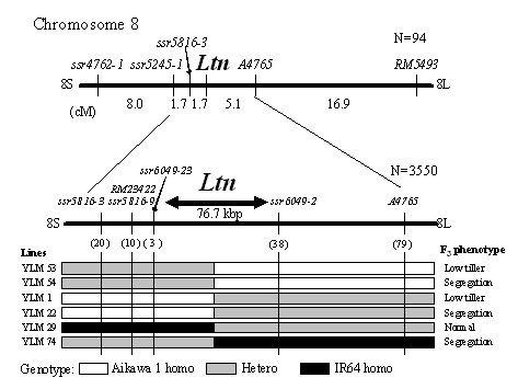 Fig. 1. High resolution mapping of a low tillering gene, Ltn, on the long arm of rice chromosome 8.