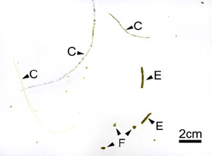 Fig. 2. Stereomicrograph of Chaetomorpha ligustica (C), excreta (E) and uneaten food particles (F).