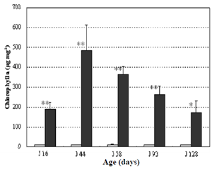 Fig. 3. Chlorophyll a (µg mg–1) concentration in excreta of giant tiger prawn juveniles of different age groups