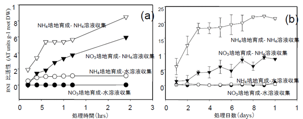 図２ 育成中並びに根分泌物収集中の培地窒素形態が硝酸化製抑制活性に及ぼす影響