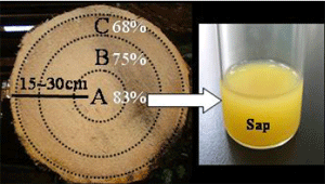 Fig. 1. Moisture contents and the sap from the felled oil palm trunk.