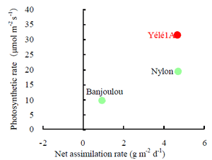 Fig.1 Relationship between net assimilation rate during submergence and photosynthetic rate after 37 d submergence in a pot experiment