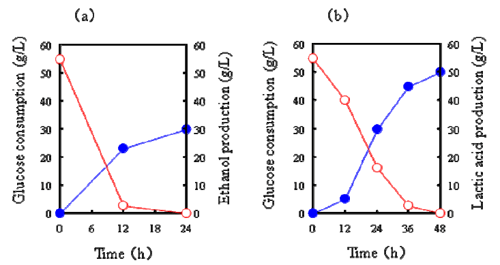 Fig. 2. Fermentation profiles of ethanol 