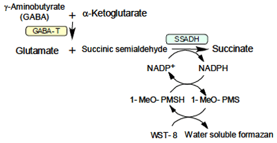 Fig. 1. Principle of GABA quantification.