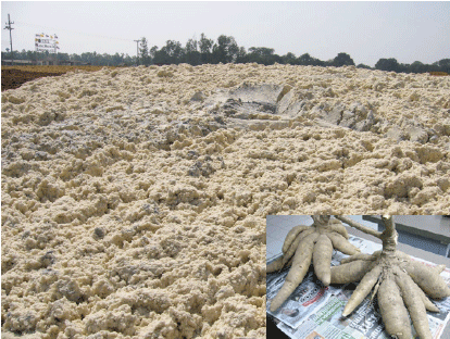 Fig. 1. Discarded cassava pulp at starch factory in Thailand.