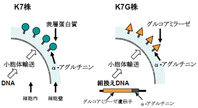 図２．アーミング酵母技術を用いたグルコアミラーゼの酵母細胞表層提示
