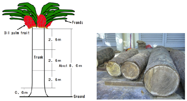 Fig. 1. Cutting and storage (maturing) tests of old oil palm trunks.