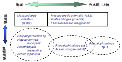 Fig. 2. Schematic representation of the spatial distribution of hyperbenthic crustaceans in mangrove estuaries