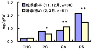 図１ タイの市販オオバンガジュツにおけるポリフェノール含量の季節変化 