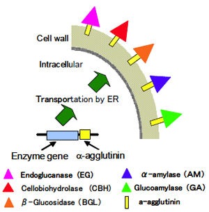 Fig. 1 Arming yeast that co-displays amylases, cellulases, and β-glucosidase on cell surfaces.