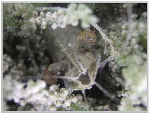 Fig.2 A giant tiger prawn in a co-culture pond with the algae