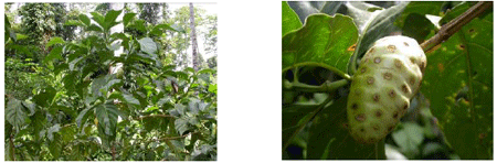 写真１ アカシア林に植栽されたノニ（左）と果実（右）