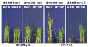 図2 冠水解除後の冠水耐性品種とアフリカイネの生育