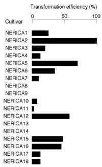 図2 ネリカ18品種における形質転換効率（形質転換体の数/アグロバクテリウムを接種した未熟胚の数: %）