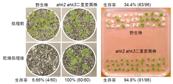 図１ ahk2 ahk3二重変異株の乾燥ストレス耐性（左）と塩ストレス耐性（右）