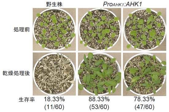 図２ AHK1を過剰発現させたシロイヌナズナの乾燥ストレス耐性