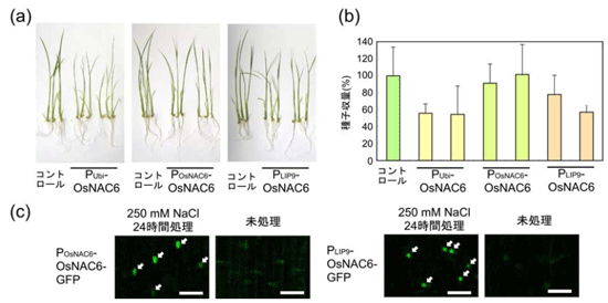 図１ イネのストレス応答性プロモーターを利用したOsNAC6遺伝子発現イネの作出