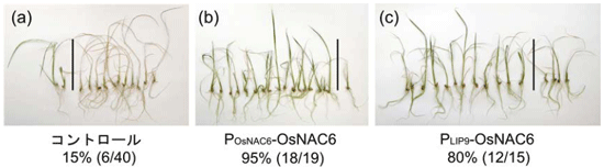 図２ ストレス応答性プロモーターを利用したOsNAC6遺伝子発現イネのストレス耐性