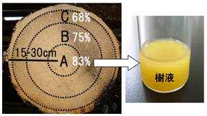 図１ オイルパーム幹の各領域における水分含量と搾った樹液
