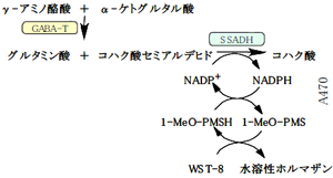 Γ-アミノ酪酸