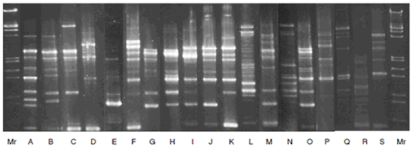 Figure 1. Lanes A to S indicate the different RAPD patterns of the strains isolated from Thua nao