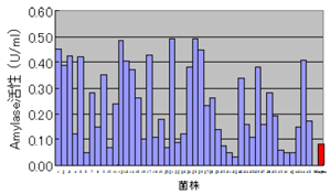 図２ アミラーゼ活性（赤色が対照株）