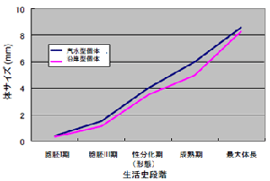 図３．Mesopodopsis orientalis（雌）の汽水及び沿岸個体群の各生活史段階におけるサイズの比較