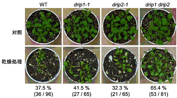 図1．DRIPの機能欠損による乾燥耐性の獲得