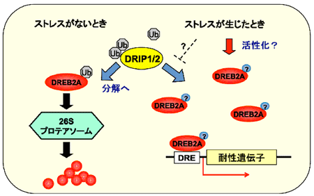 図2．DRIPが乾燥ストレス応答を負に制御するしくみのモデル